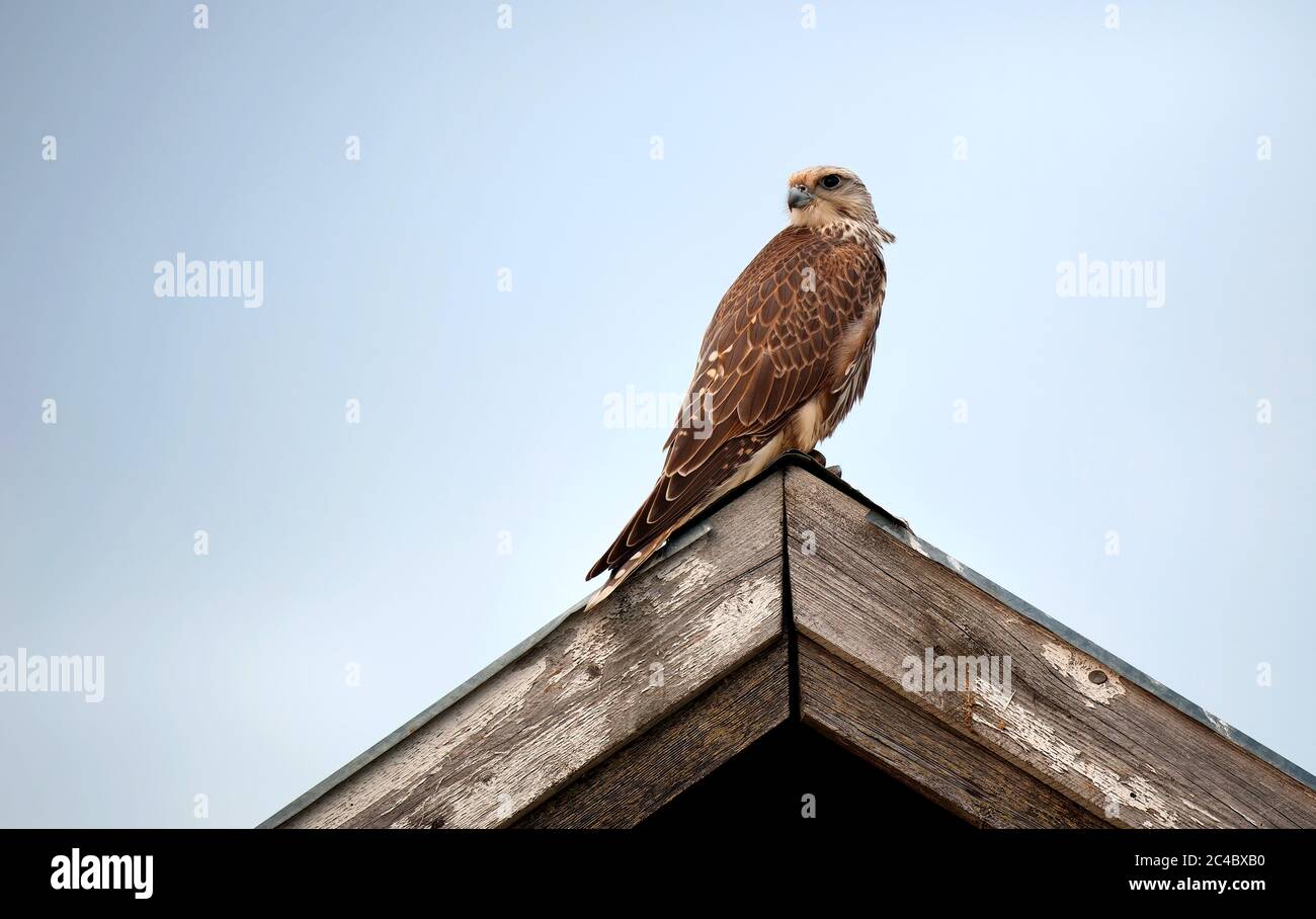 Saker falcon (Falco cherrug), escaped bird perched on roof ridge, Finland, Vaasa Stock Photo