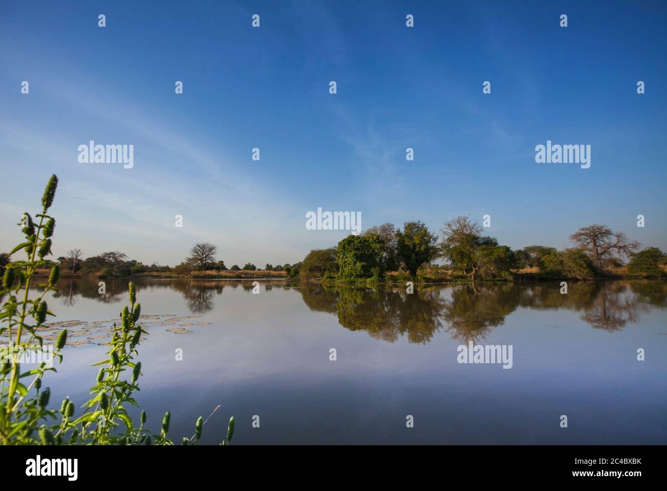 Freshwater swamp hi-res stock photography and images - Alamy