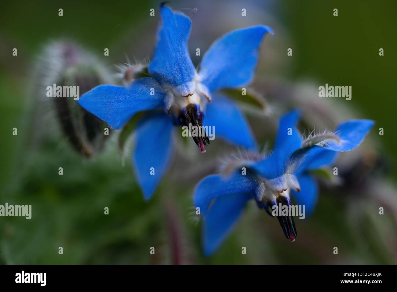 Blue blossoms of starflower (Borago officinalis) Mediterranean herb, the flowers produce copious nectar while blooming and are attractive for bees, bl Stock Photo
