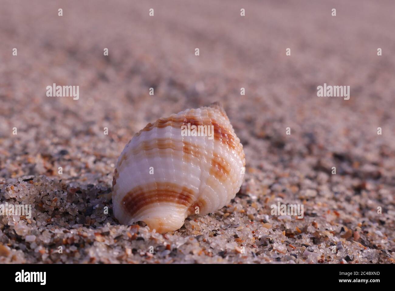 Seashells on the beach of the Atlantic Ocean at Emerald Isle, NC on the North Carolina Crystal Coast Stock Photo