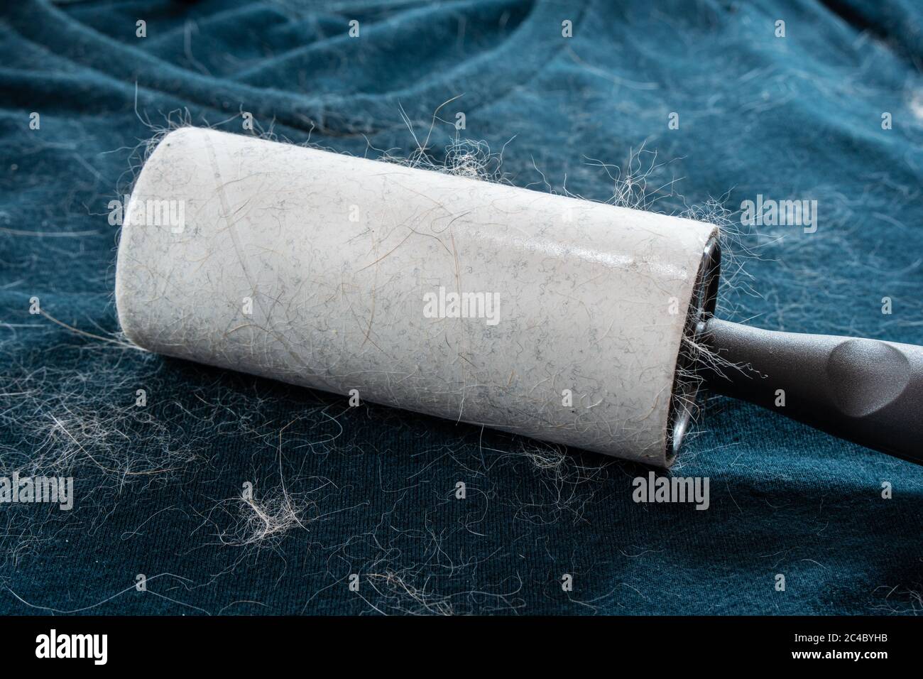 T-shirt covered in cat and dog hair. Lint roller is being used to clean the pet fur from the dirty laundry. Stock Photo