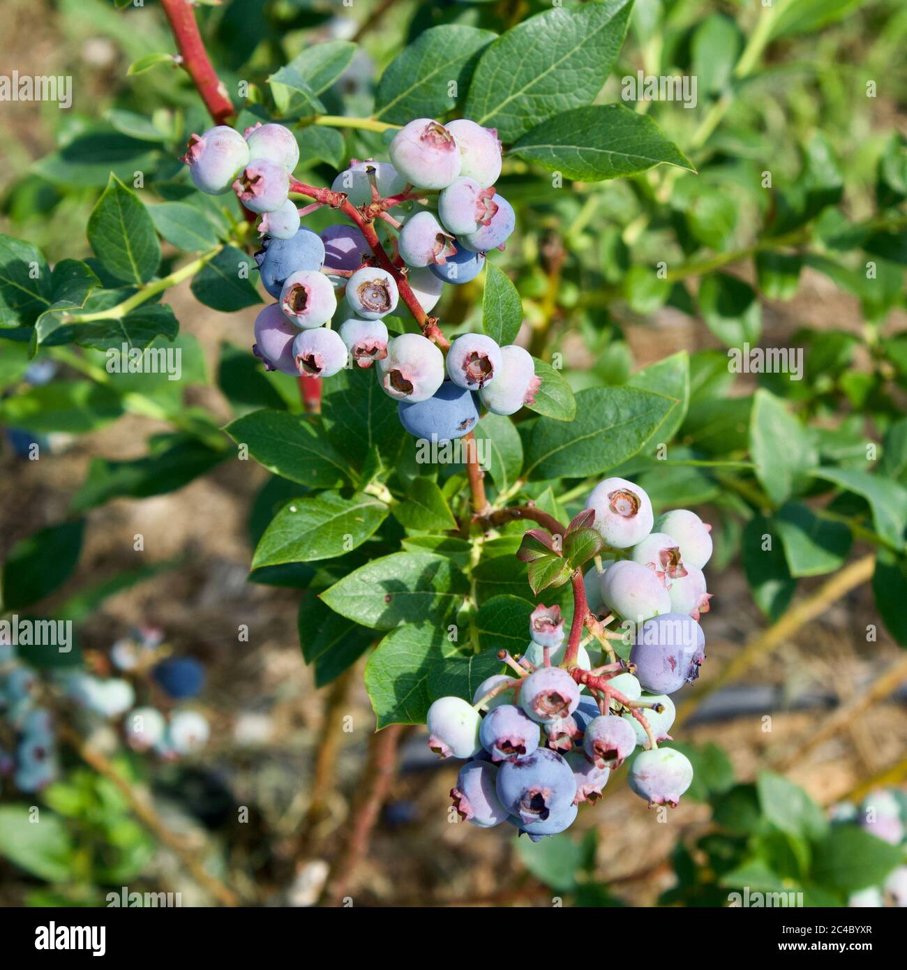 Blueberries on the bush Stock Photo Alamy