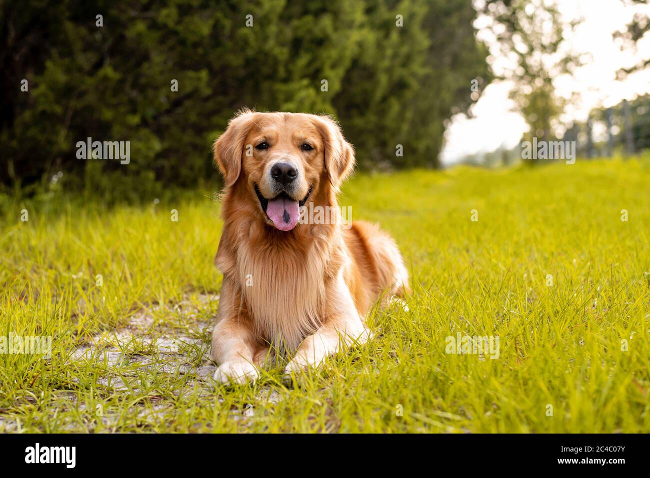A golden retriever dog laying down on a trail on country road with green grass and old fencing