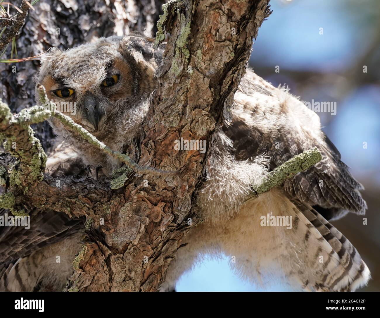 A baby Great Horned Owl looks down at the camera while perched on a large pine tree. Stock Photo