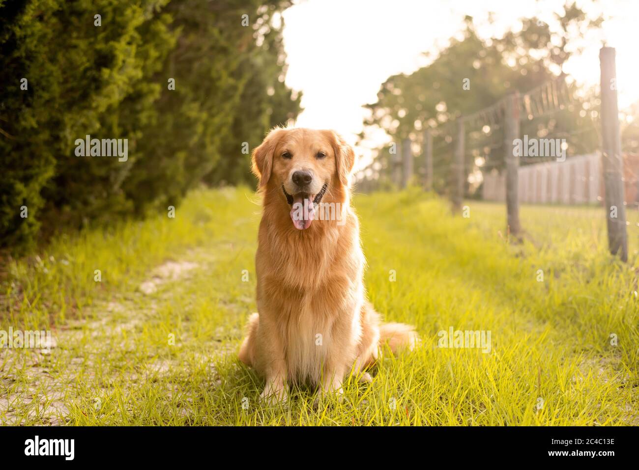 Close up of purebred  golden retriever dog outdoors on country road at sunset Stock Photo