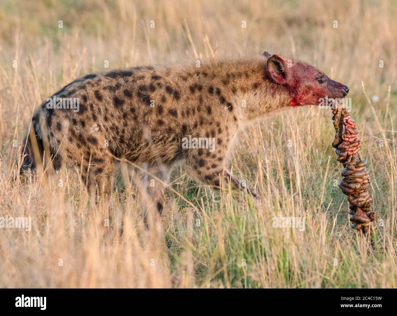 spotted hyena, or laughing hyena, Crocuta crocuta, feeding on blue wildebeest, Connochaetes taurinus, Maasai Mara National Reserve, Mara River, Maasai Stock Photo