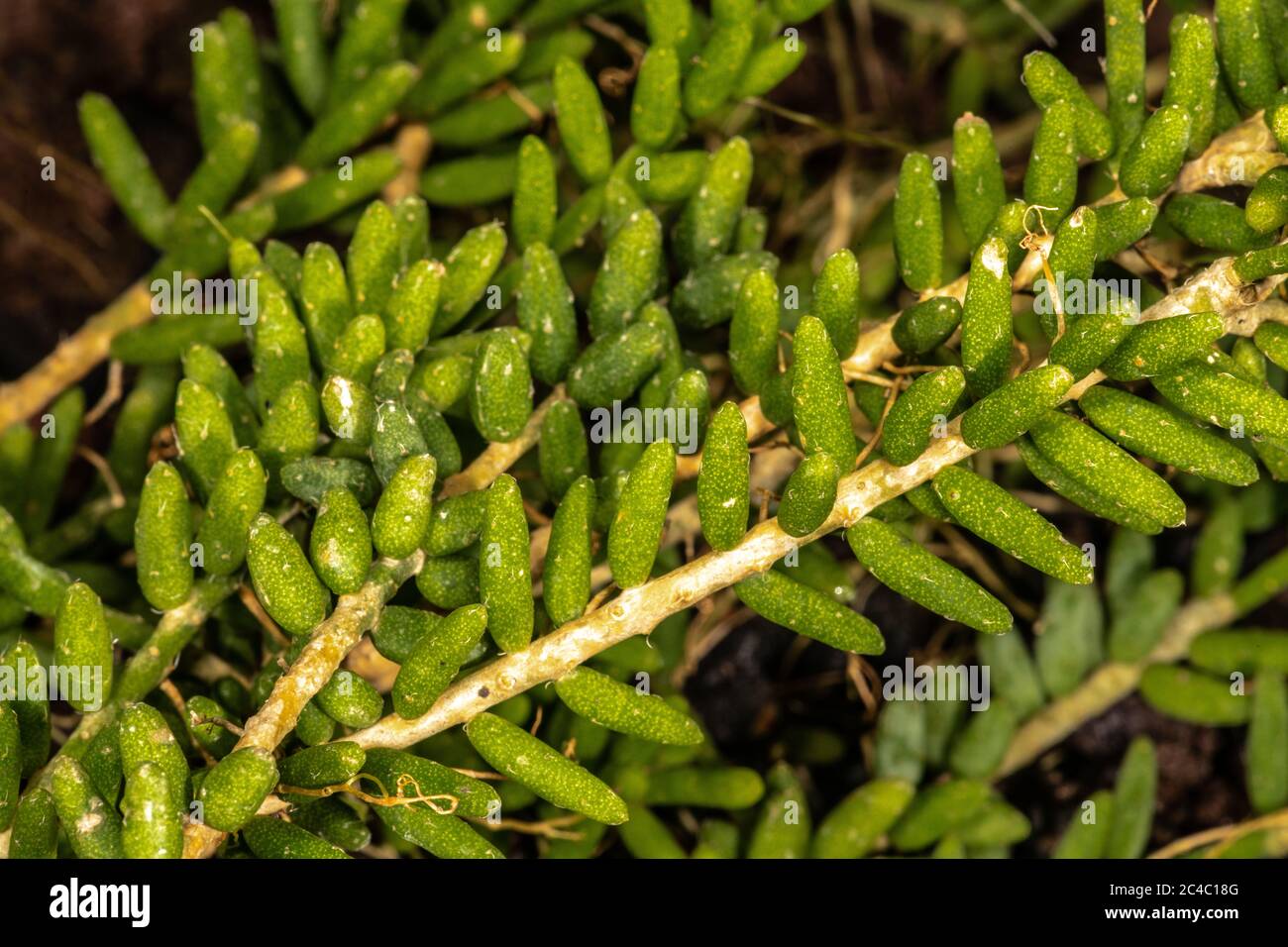 Clumpy Mistletoe Cactus (Rhipsalis mesembryanthemoides) Stock Photo