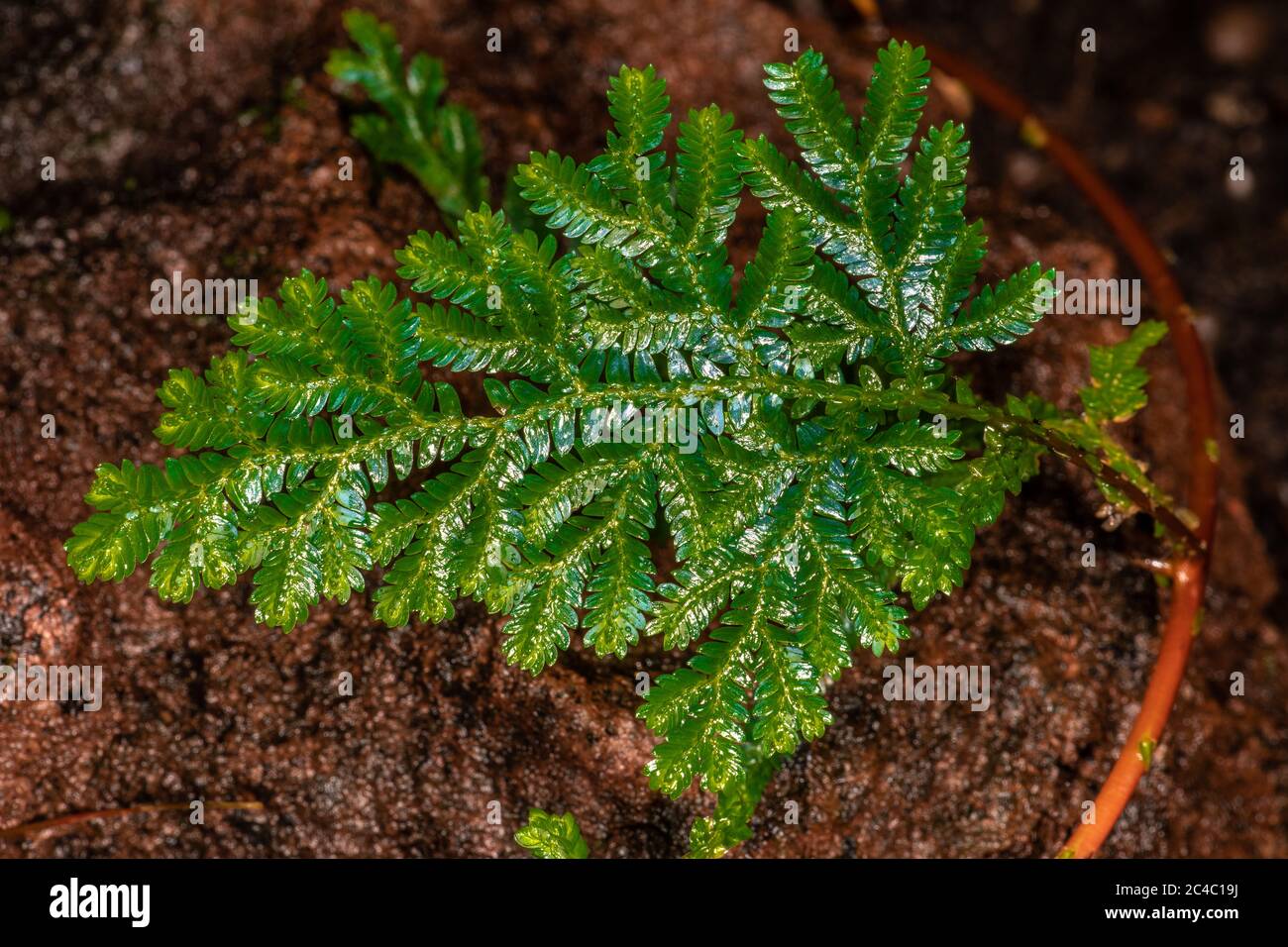 Willdenow's Spikemoss (Selaginella willdenowii) Stock Photo