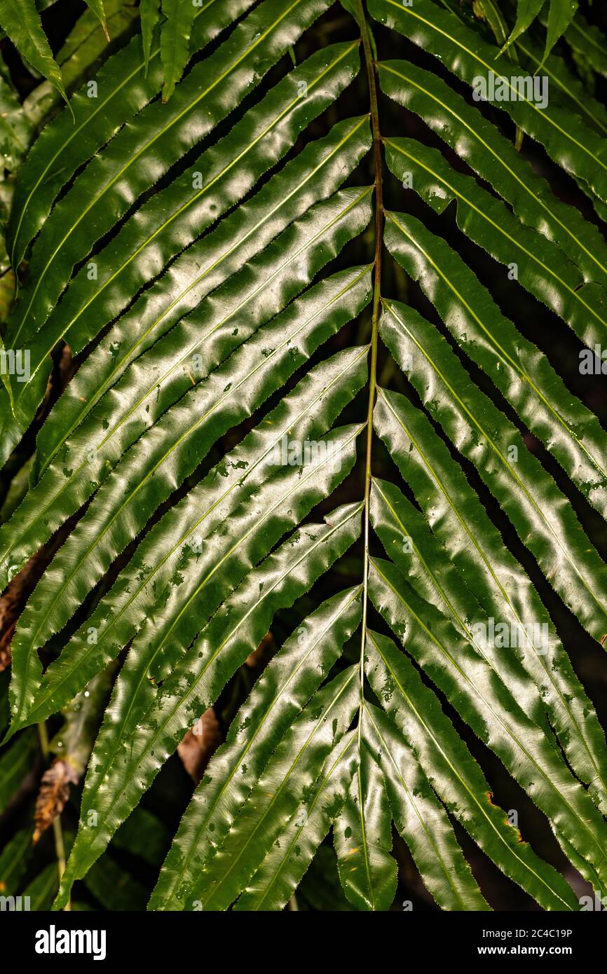 Fern Leaf (Stenochlaena tenuifolia) Stock Photo
