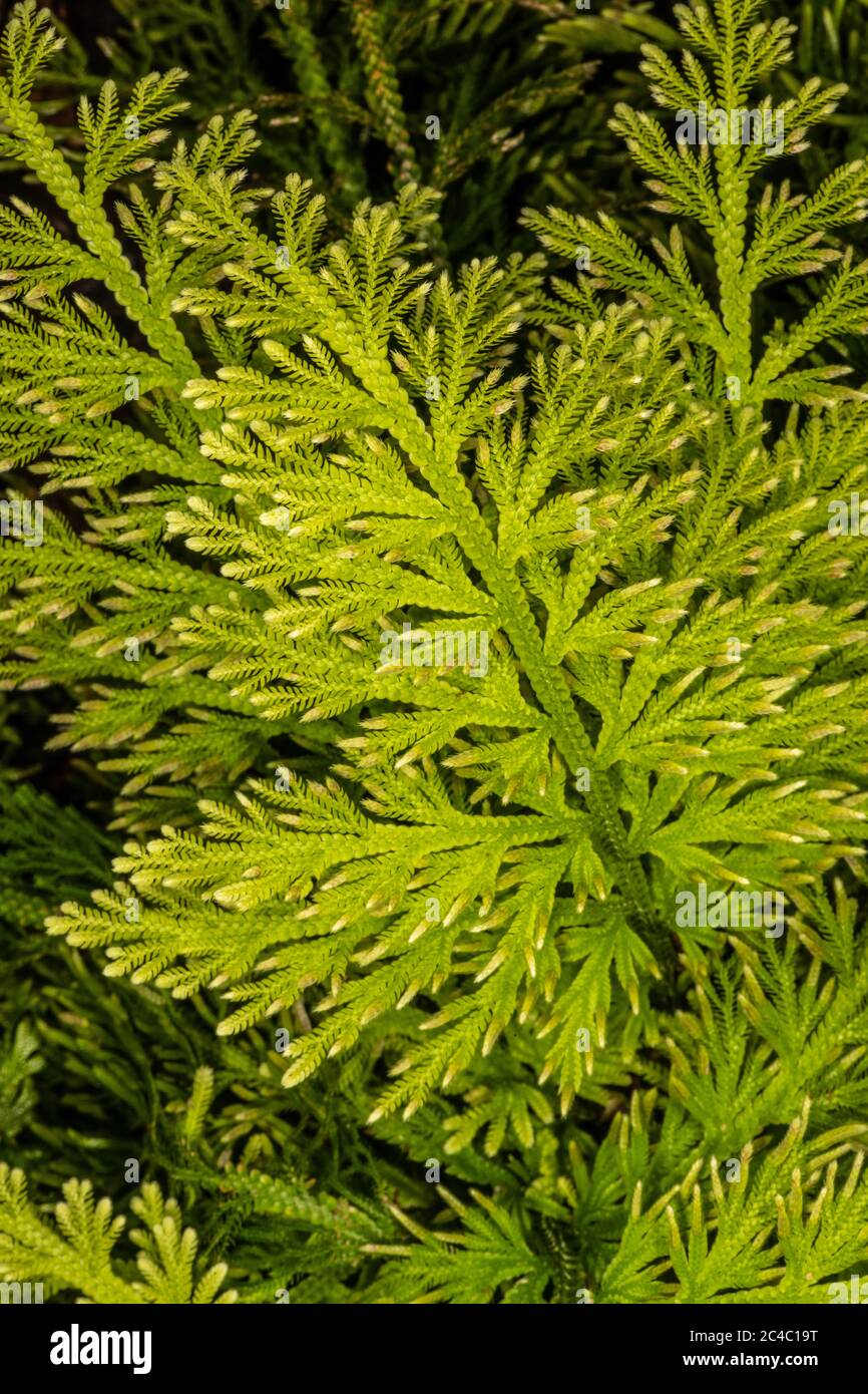 Selaginella hi-res stock photography and images - Page 3 - Alamy