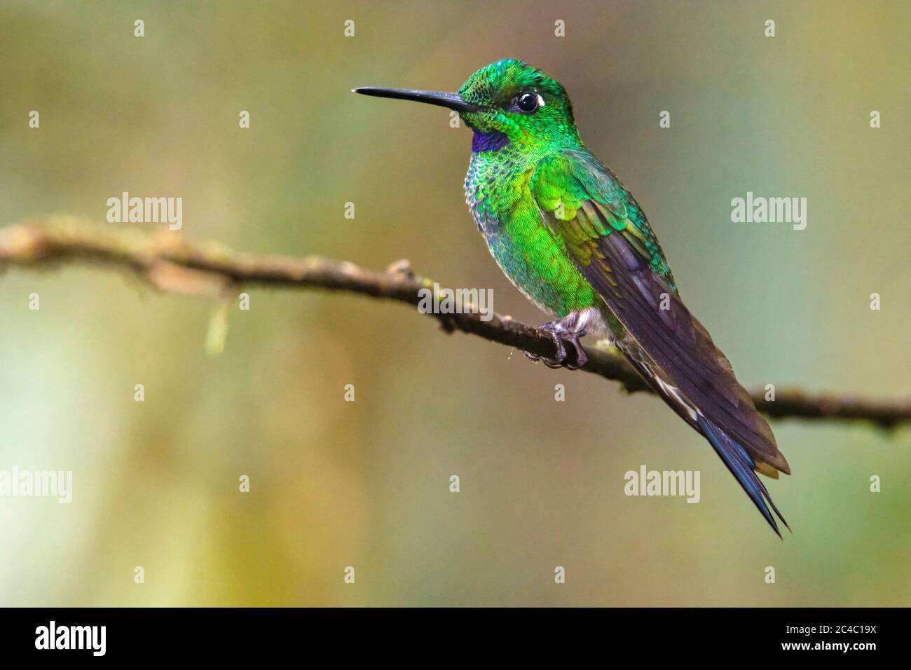 green-crowned brilliant, Heliodoxa jacula, Andean cloud forest, Mashpi Lodge, Mashpi Private Nature Reserve, Mashpi, Choco, Andes, or Andean Mountains Stock Photo