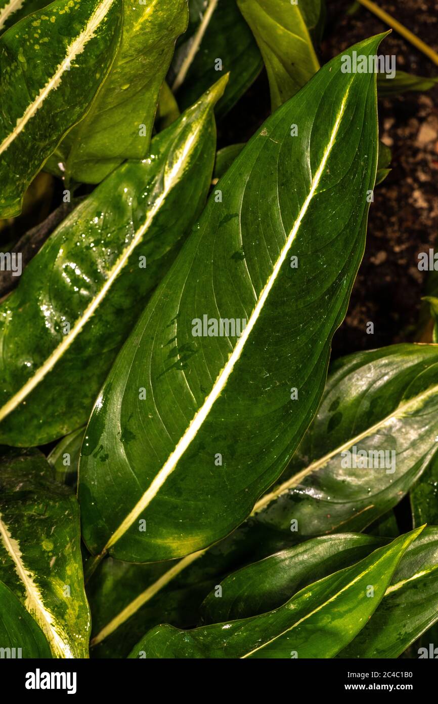 Unspotted Chinese Evergreen Leaf (Aglaonema costatum f. immaculatum) Stock Photo