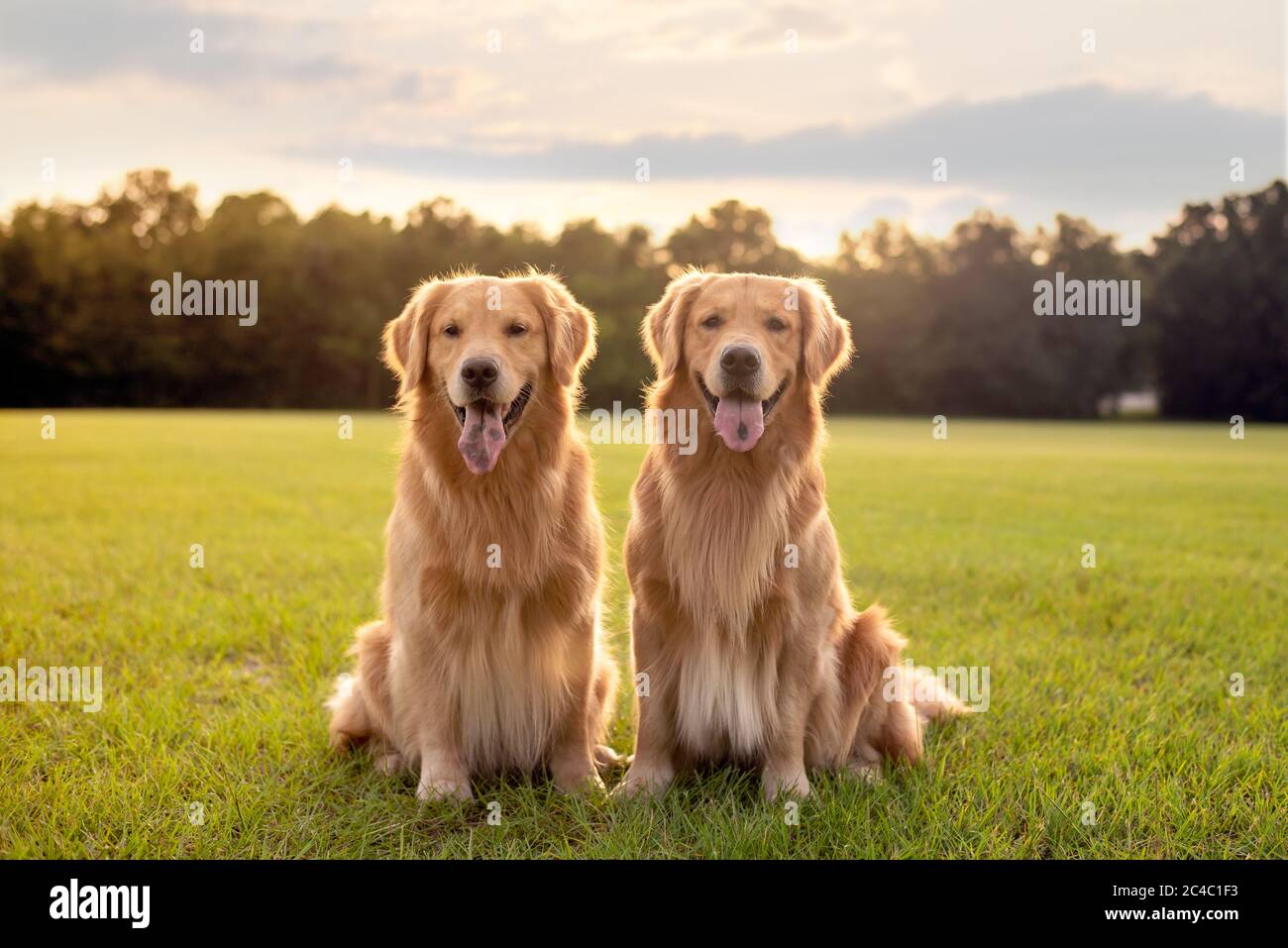 Pair of purebred golden retriever dogs outdoors on grassy meadow during golden hour at sunset Stock Photo
