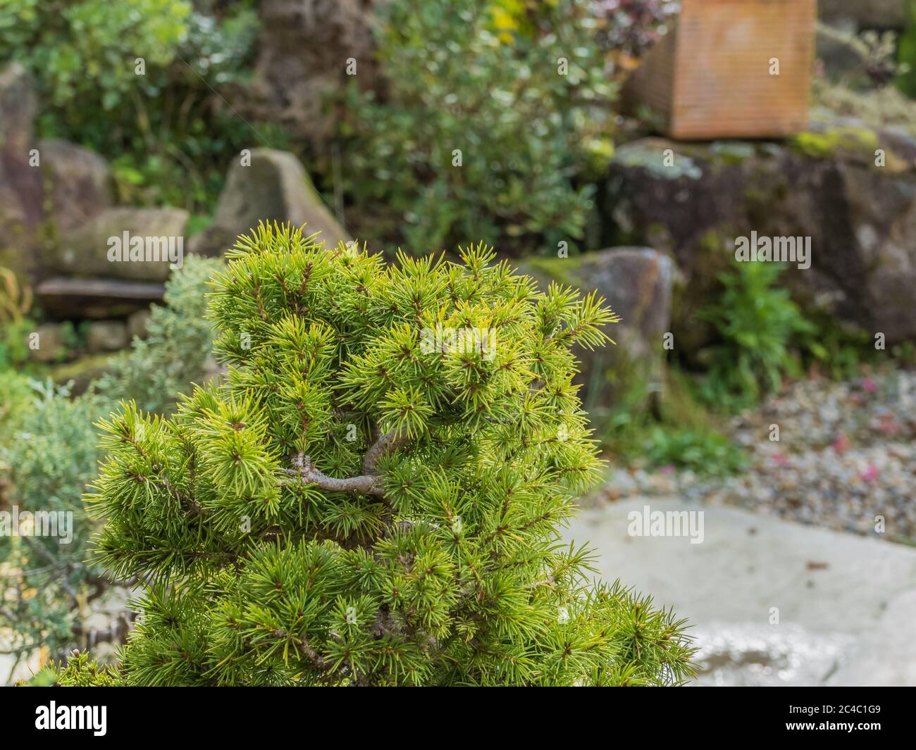 pine bonsai Pinaceae tree in a gravel garden outdoors Stock Photo