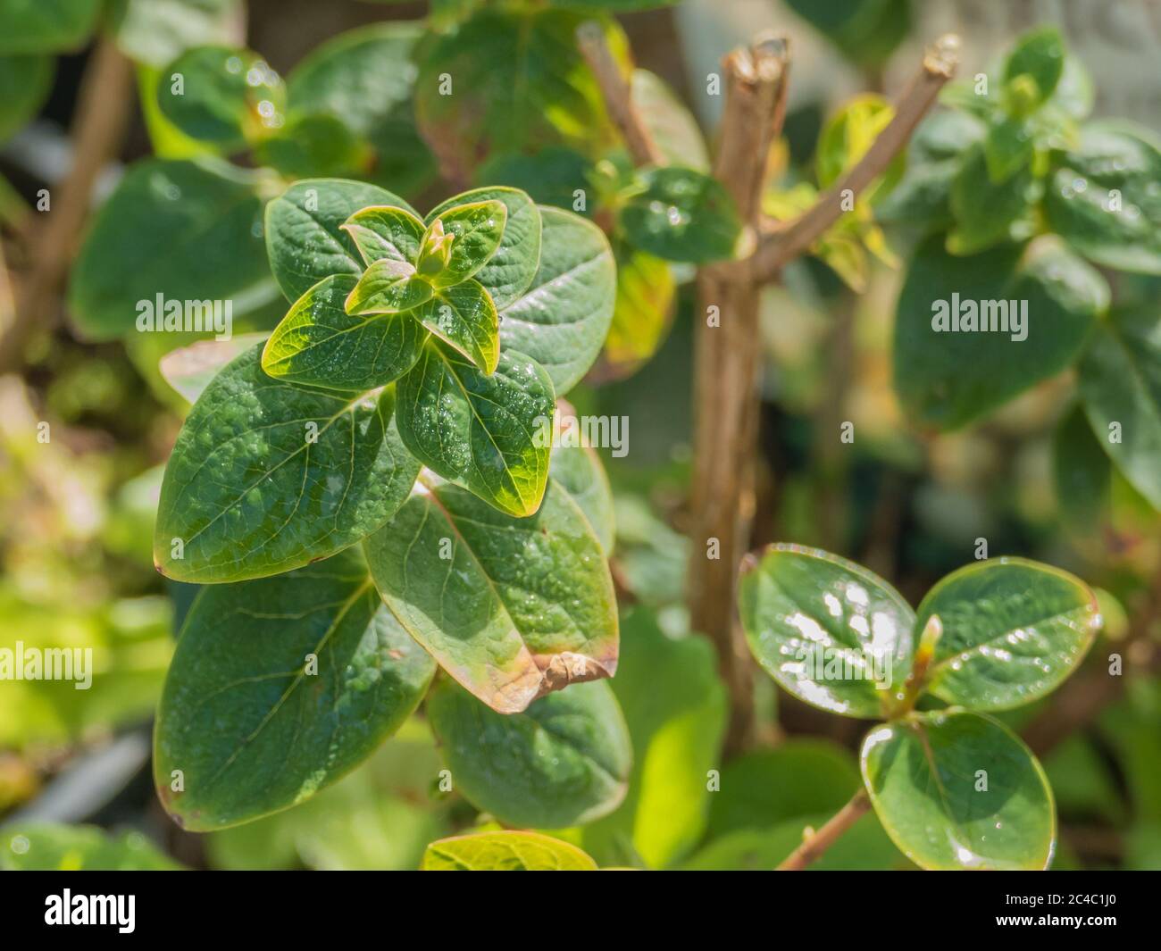 plant hypericum inodorum tutsan with sunlight outdoors with direct sunlight Stock Photo