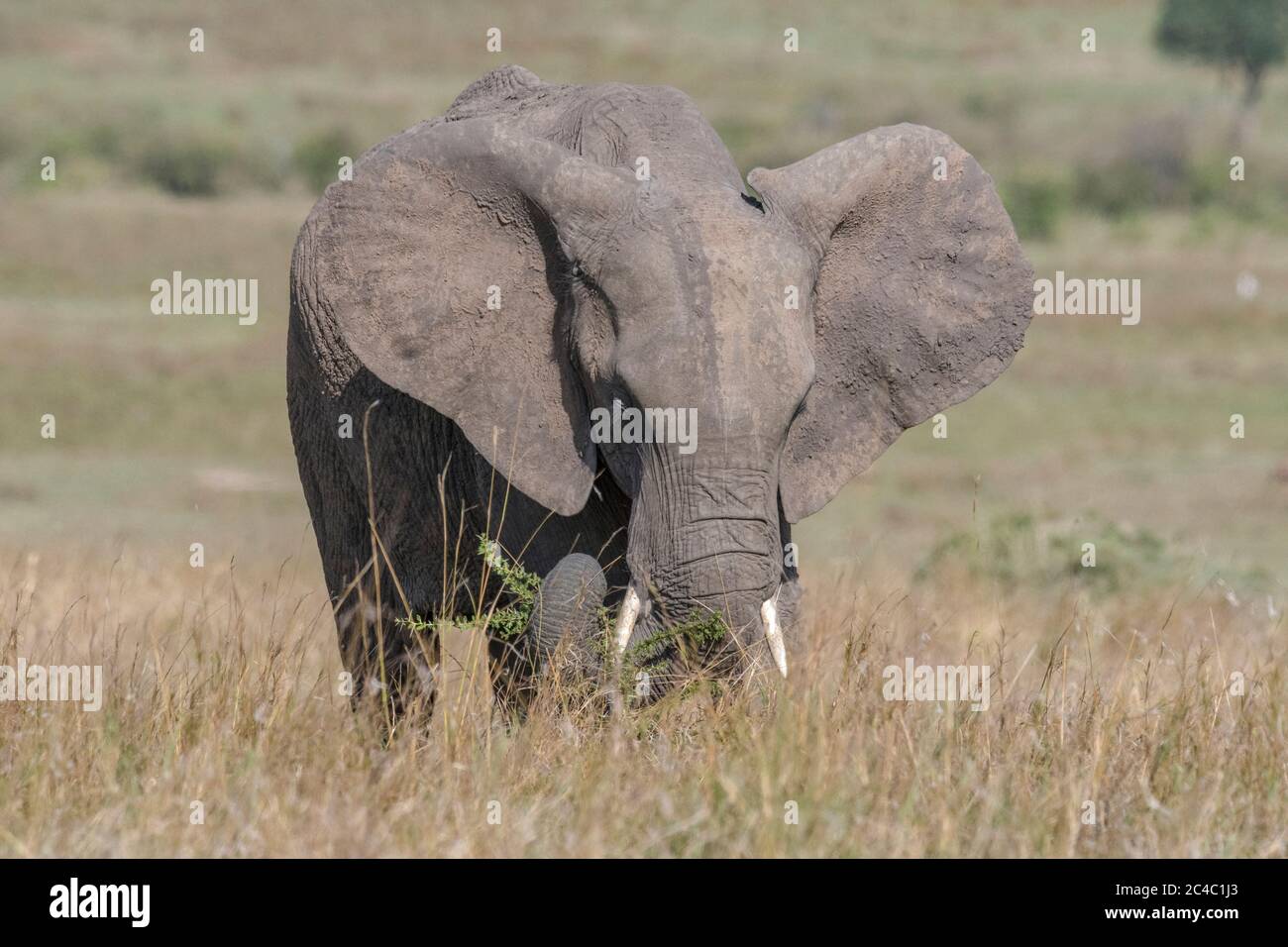 African elephant, Loxodonta africana, feeding, Masai Mara, Kenya, Africa Stock Photo