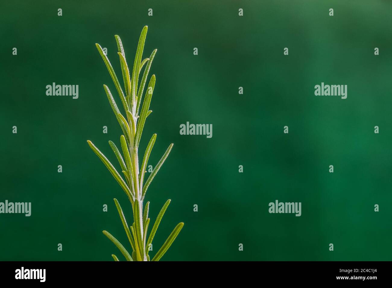 rosemary closeup view with direct sunlight on green background Salvia