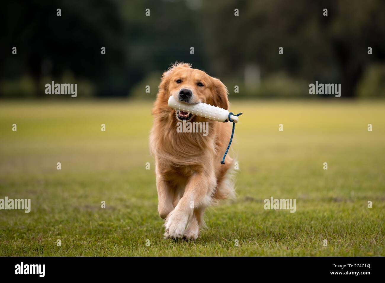 Golden Retriever dog training to retrieve a bumper at a large grass field at sunset Stock Photo