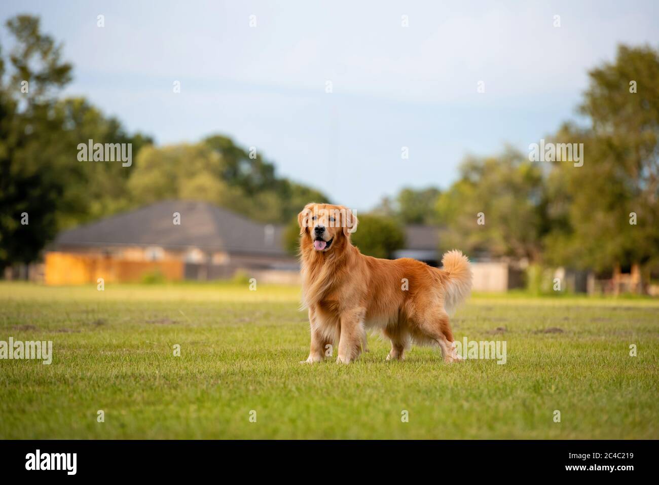 Golden Retriever Dog standing in a field at a park waiting for ball ...