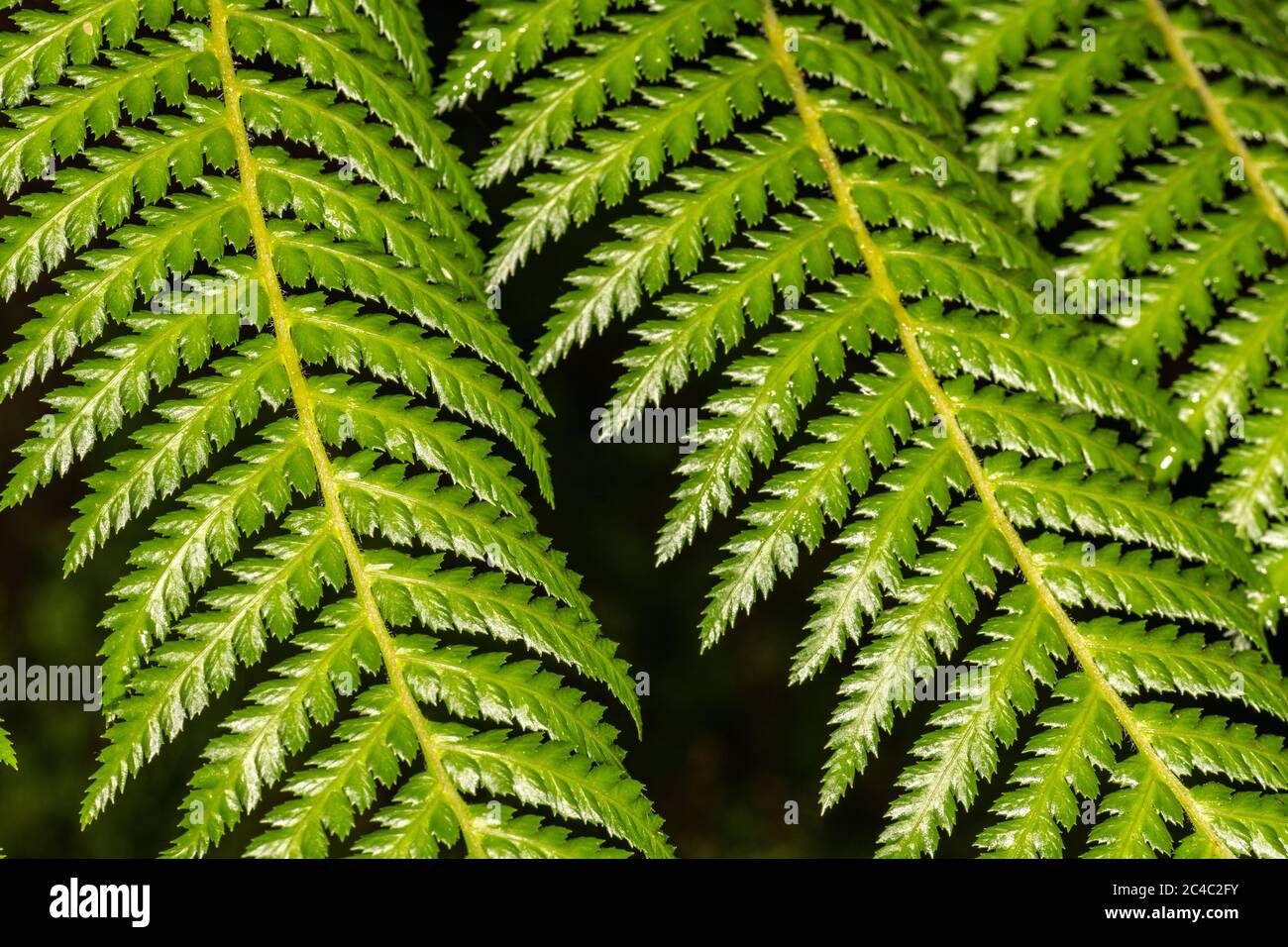 Xaxim Tree Fern (Dicksonia sellowiana) Stock Photo