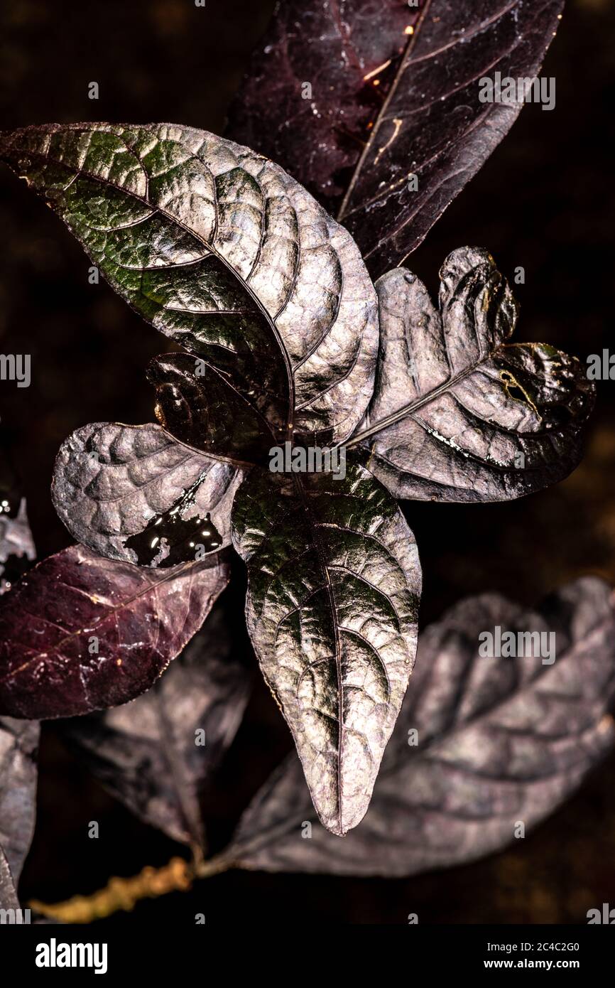 Black Kodia (Eranthemum nigrum) Stock Photo