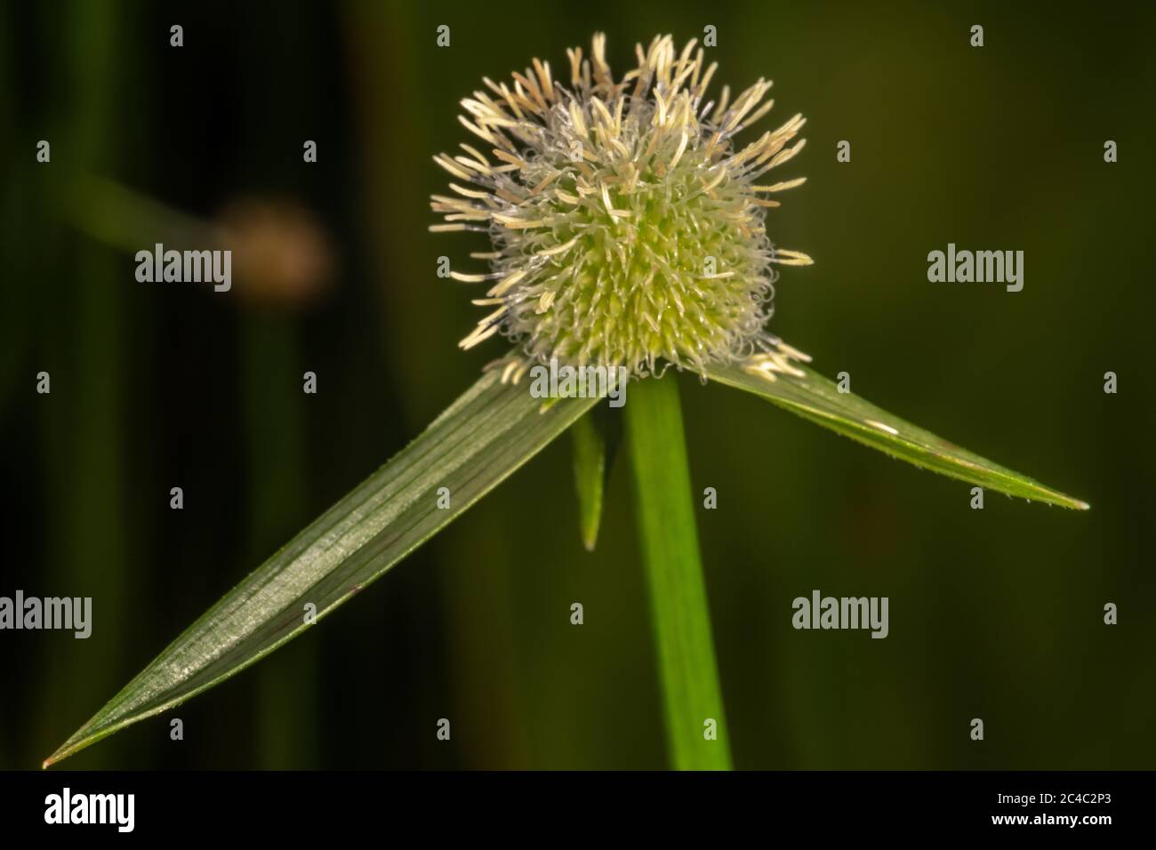 Spike Sedge Flowers (Kyllinga vaginata) Stock Photo