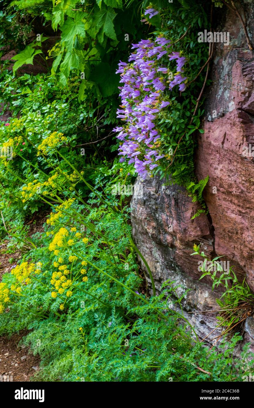 2609 Light purple Davidson's rock penstemon clings to the mountainside along the Grinnell Glacier Trail at Glacier National Park along with other widl Stock Photo