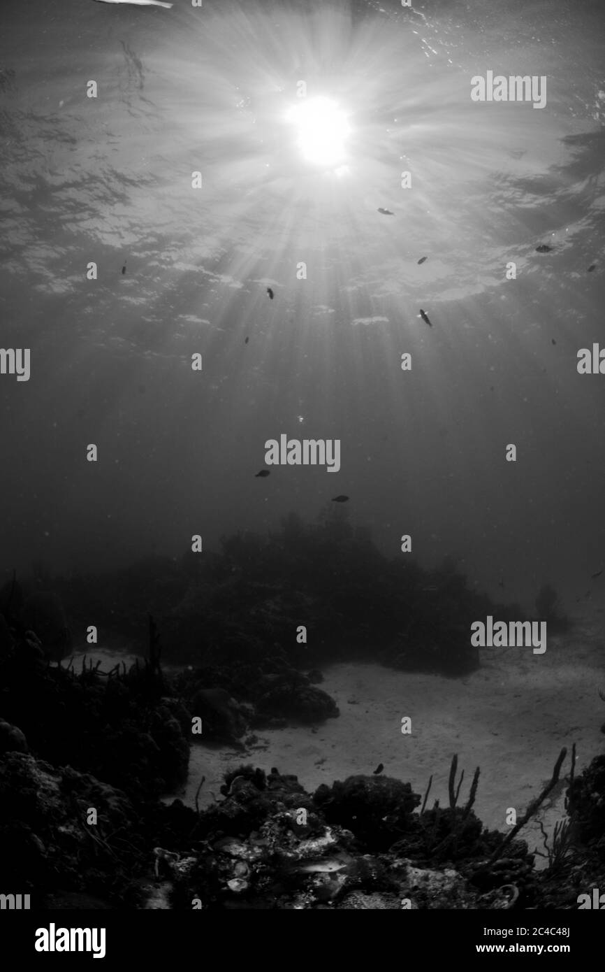 Sunlight over Coral Reef in Black and White Stock Photo