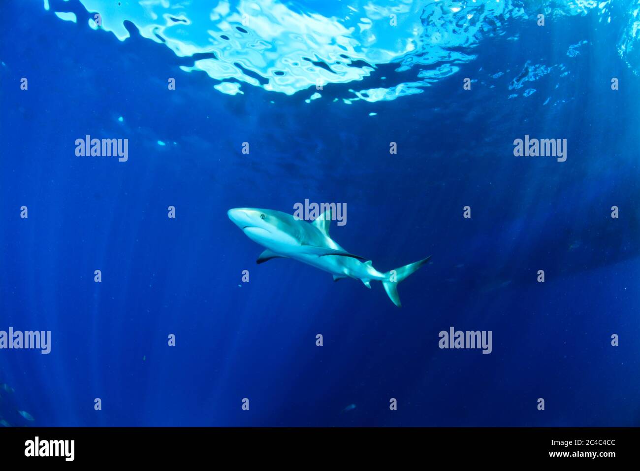Reef shark swimming in the blue with sunlight in the back Stock Photo