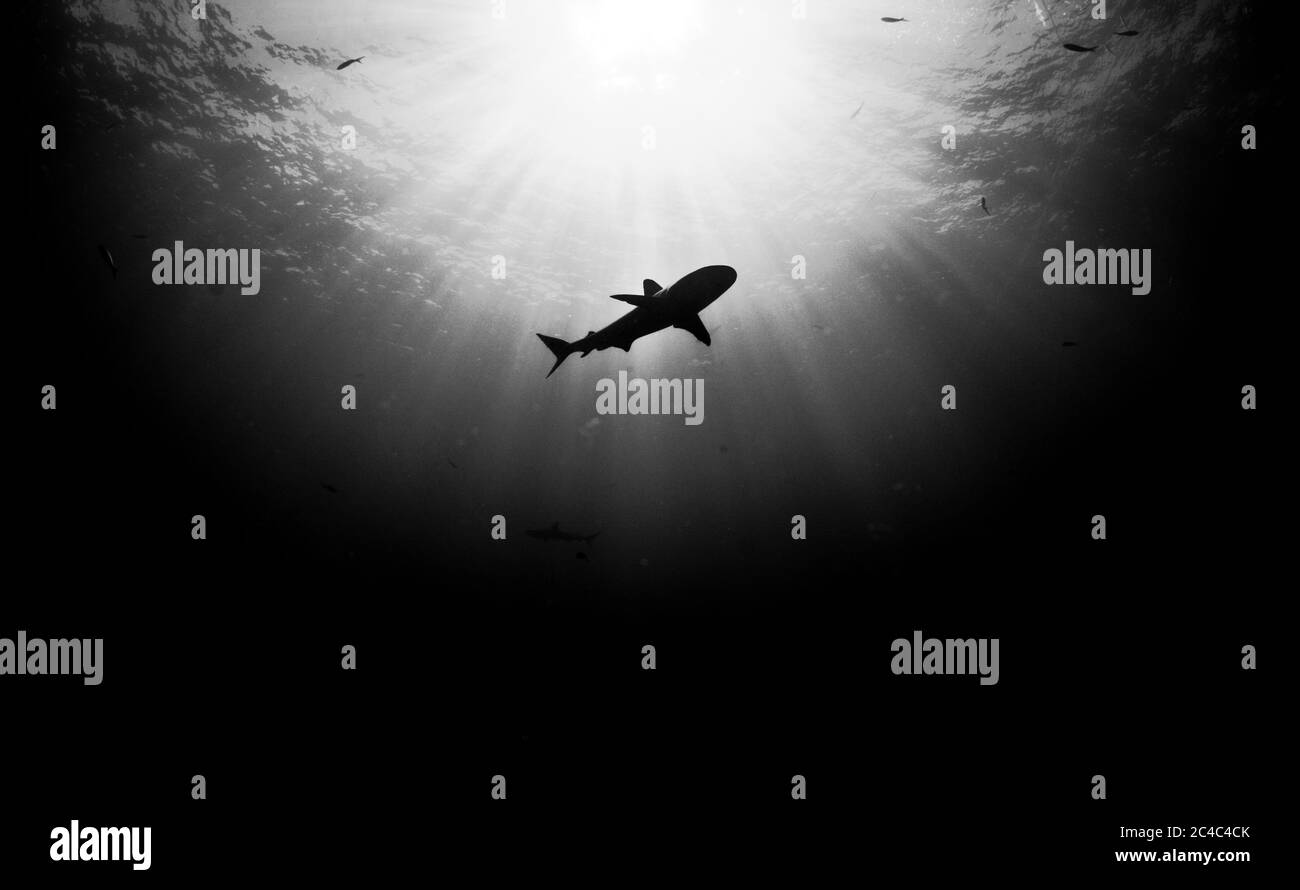 Solitary caribbean reef shark with sunlight aura in the back in black and white Stock Photo