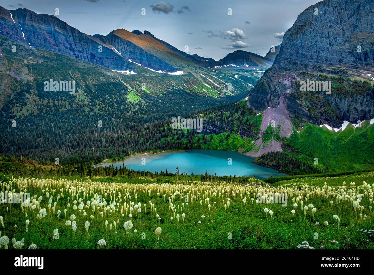 Wildflowers glacier national park hi-res stock photography and images ...