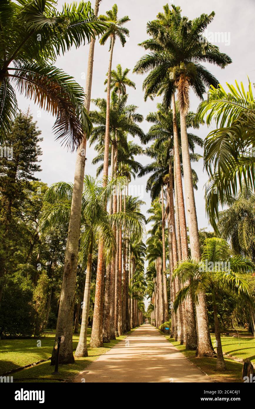 Tall palm trees in jardim botânico park, a botanical garden in rio de janeiro, Brazil Stock