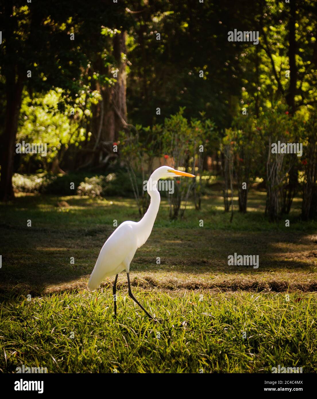 Great White Heron Bird In Jardim Bot nico Park A Botanical Garden In frigate-bird-in-the-blue-sky-of-ipanema-beach-in-rio-de-janeiro-brazil