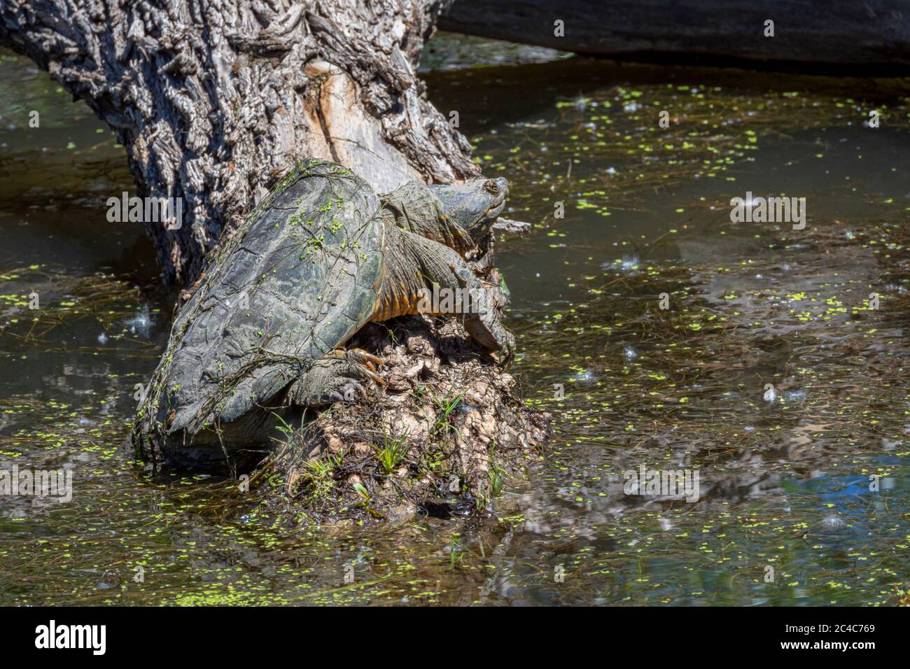 Common Snapping Turtle (Chelydra serpentina) basking in morning