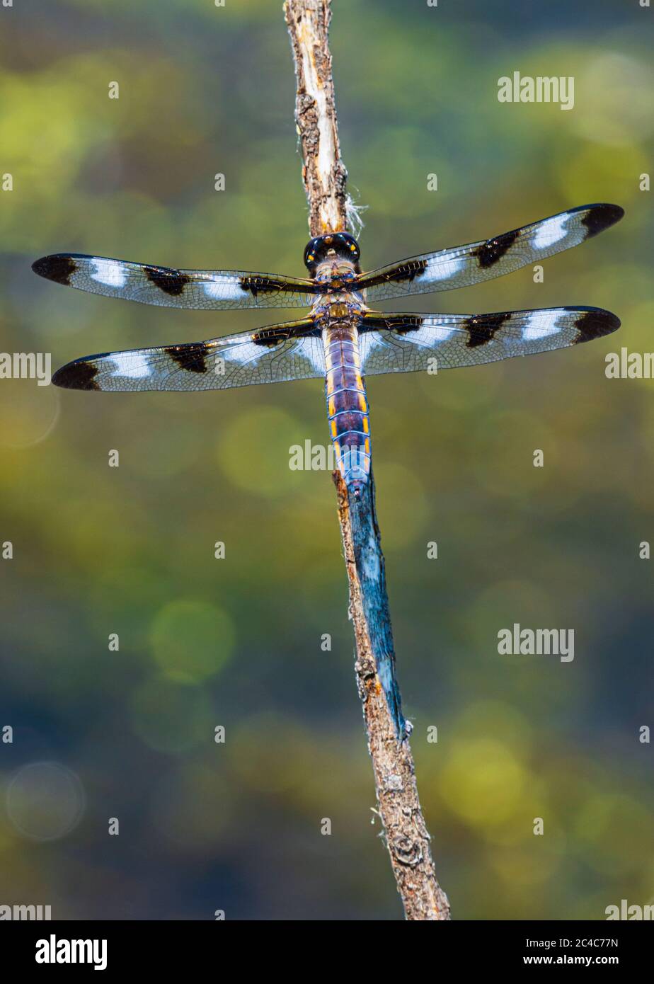 Twelve-Spotted skimmer dragonfly (Libellula pulchella) resting on willow stem in wetland pond, Castle Rock Colorado USA. Photo taken in June. Stock Photo