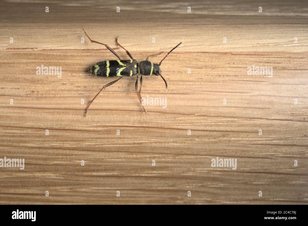 The striking and recognizable pattern on the back of a wasp beetle on oak background. useful for identification, larger depth of field. Stock Photo