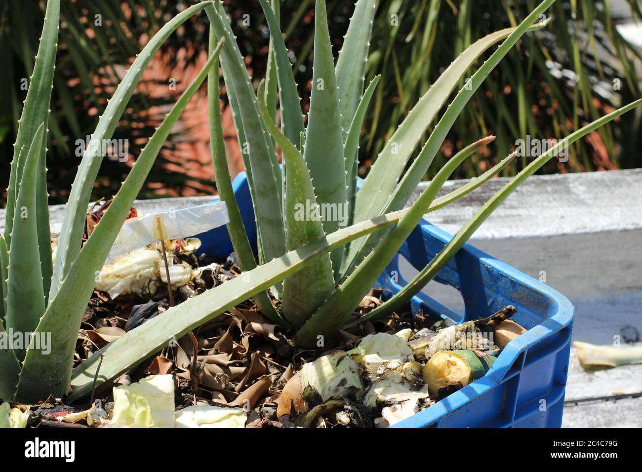 aloe vera plant in a blue basket Stock Photo