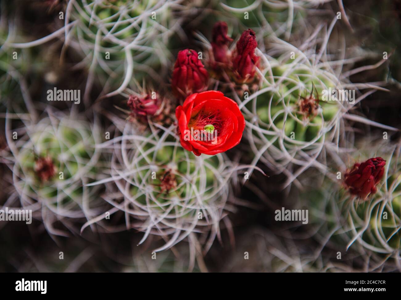 Blooming cactus flower in Joshua Tree National Park, California Stock Photo