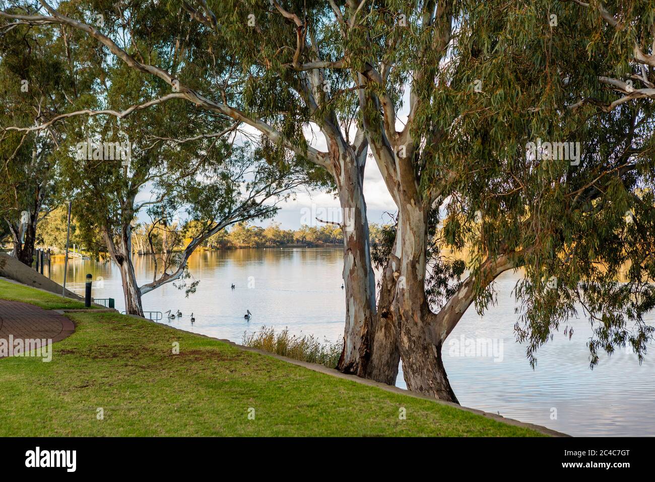 An iconic red gum tree on a calm river murray located in the river land at Berri South Australia on 20th June 2020 Stock Photo