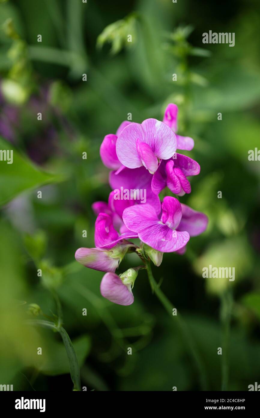 Broad-leaved sweet pea (Lathyrus latifolius), also known as perennial peavine or everlasting pea, in family Fabaceae and native to Europe. Stock Photo