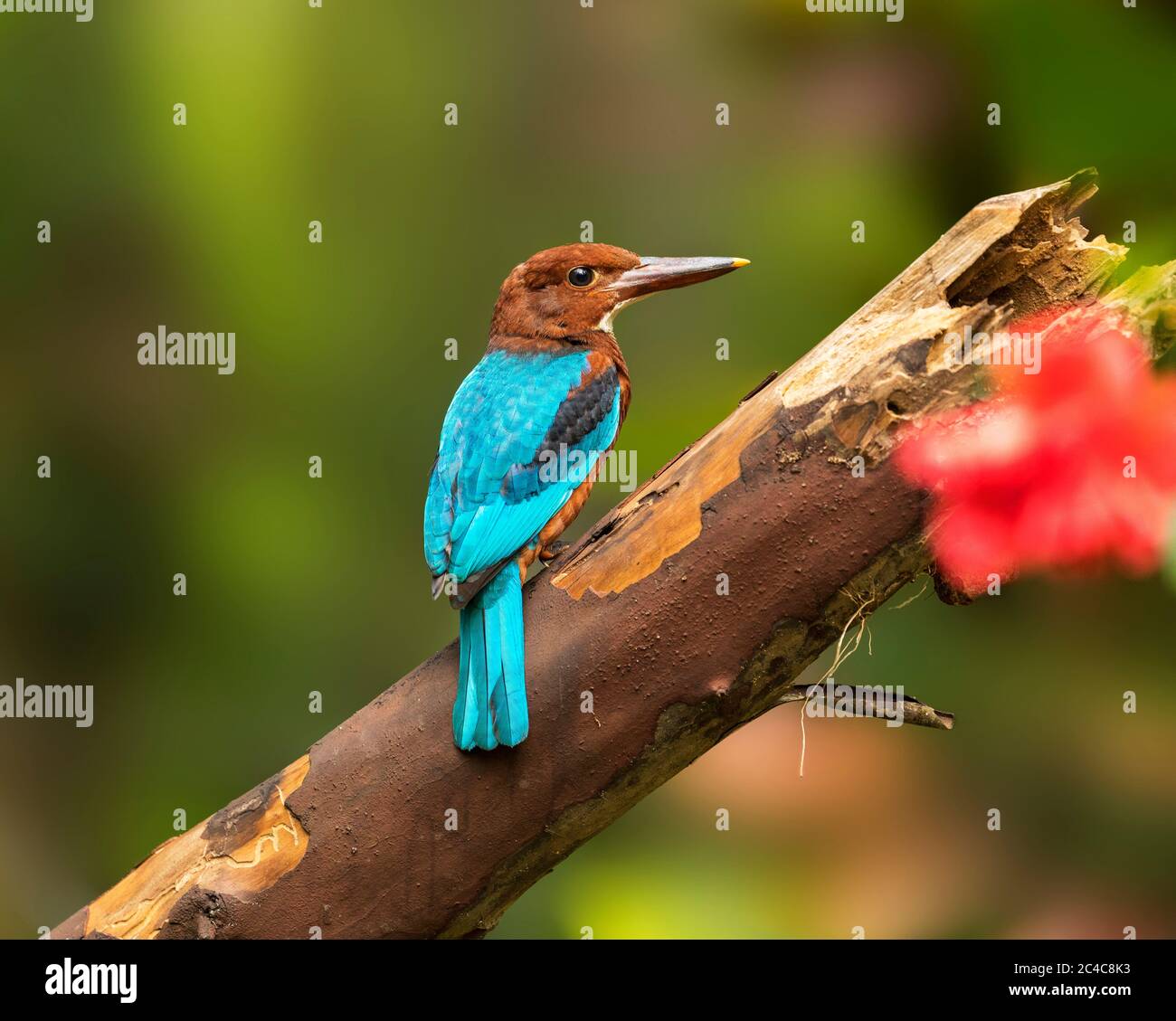 Kingfishers or Alcedinidae are a family of small to medium-sized, brightly colored birds in the order Coraciiformes. Stock Photo