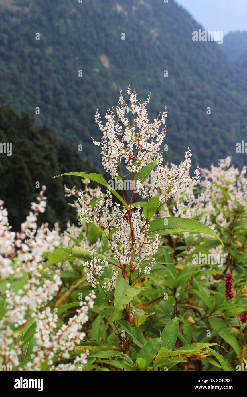 group of white tiny flowers in the valley Stock Photo