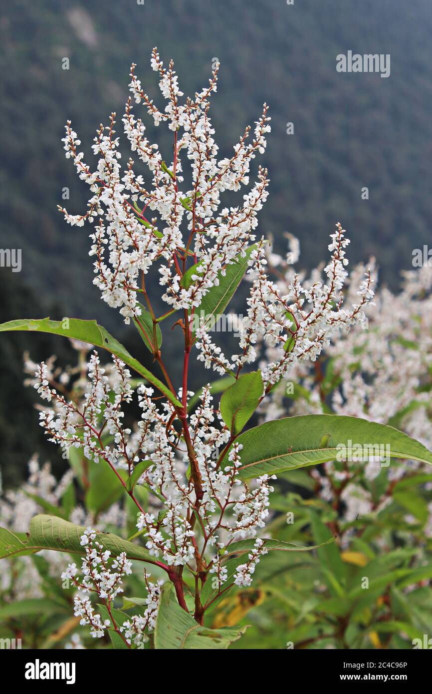 a close up of plant with beautiful white flowers. Stock Photo