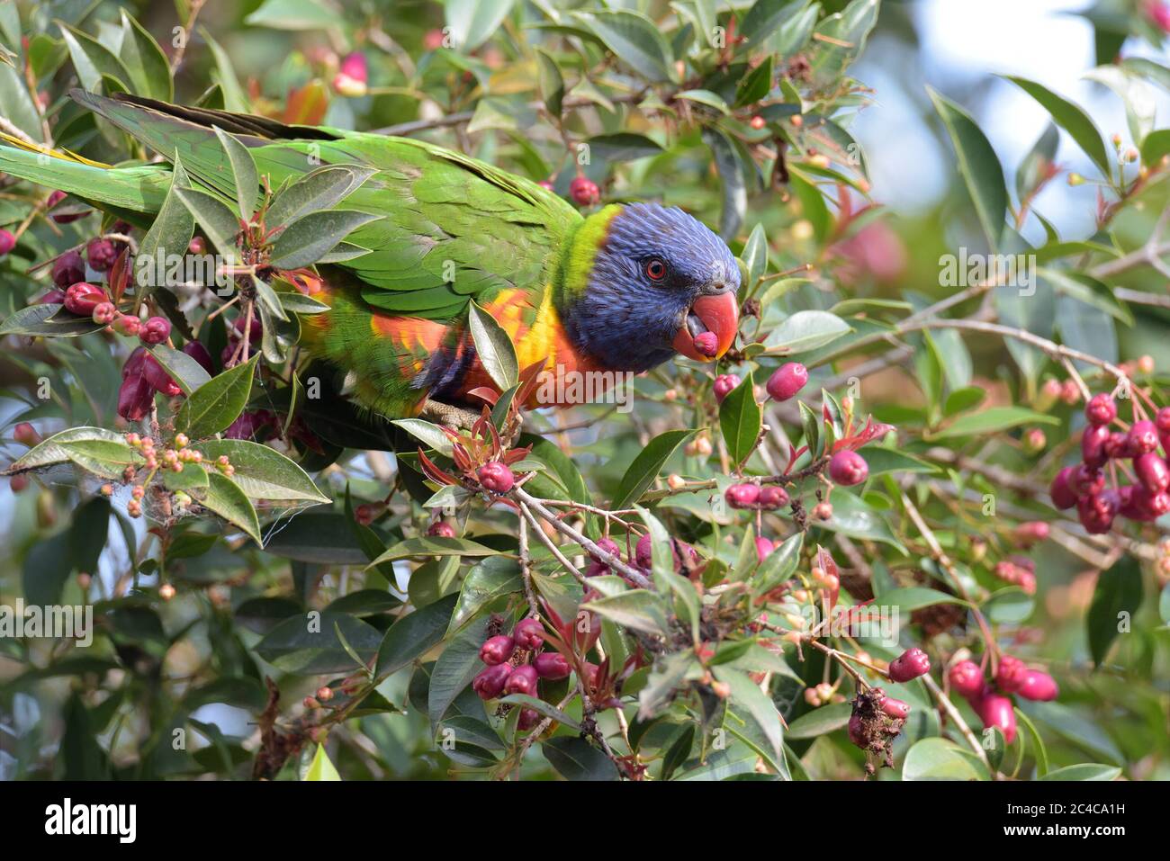 Lorikeet eating lilly pilly hires stock photography and images Alamy