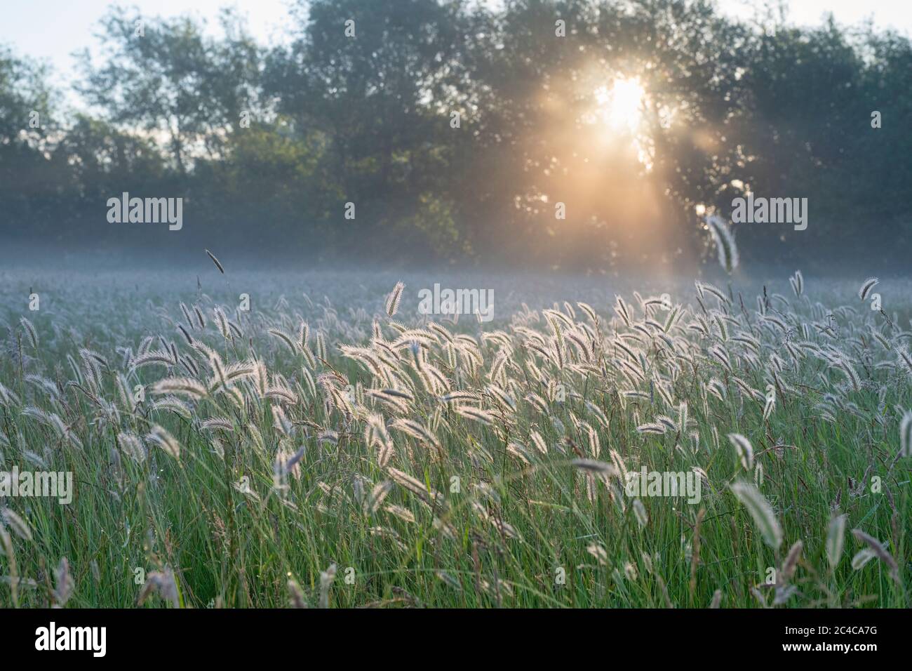 Meadow foxtail grass in the early morning sunlight. Oxfordshire, England Stock Photo