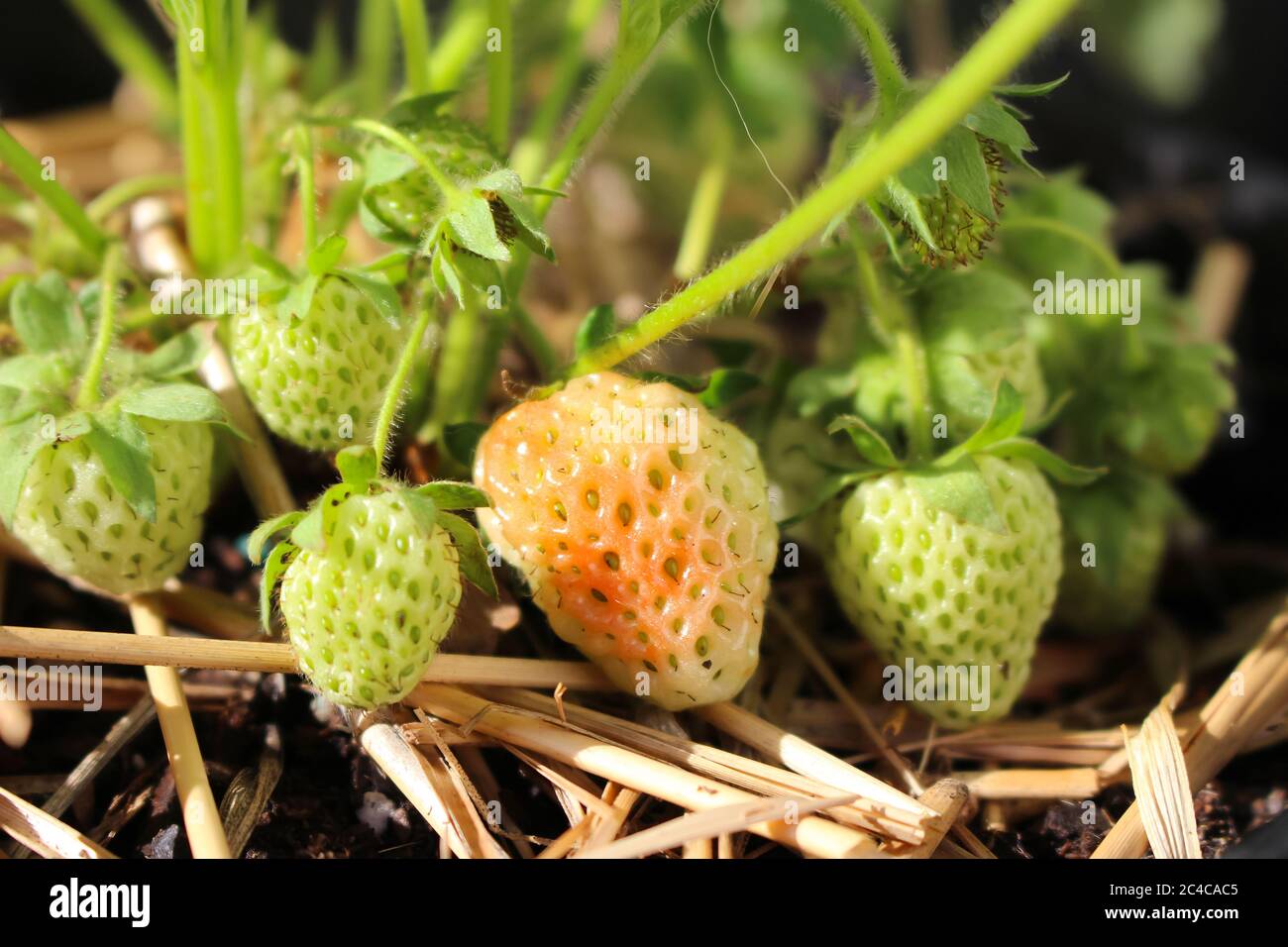 Almost ripe delicious strawberries on plant growing in a container in ...