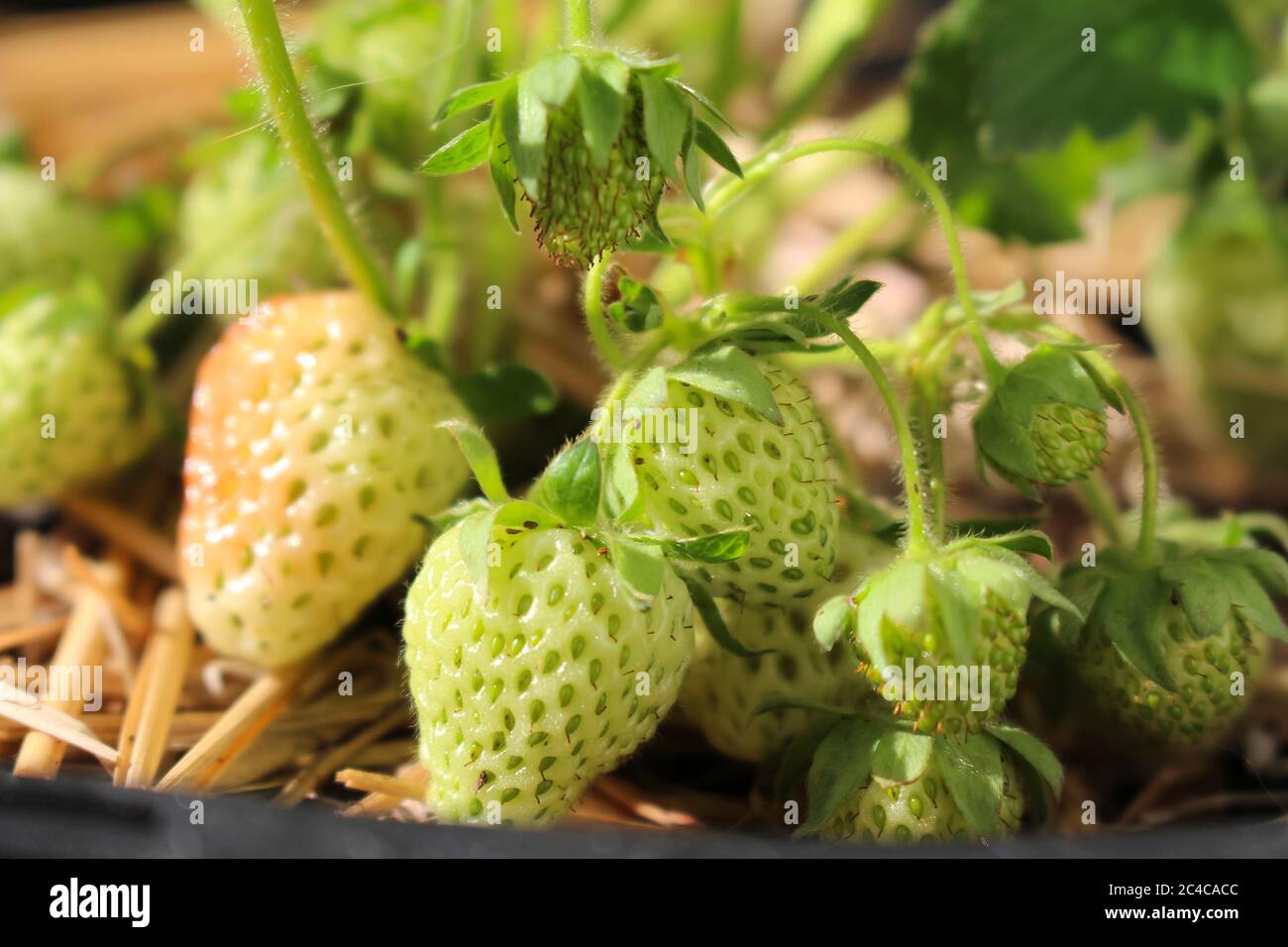 Almost ripe delicious strawberries on plant growing in a container in ...