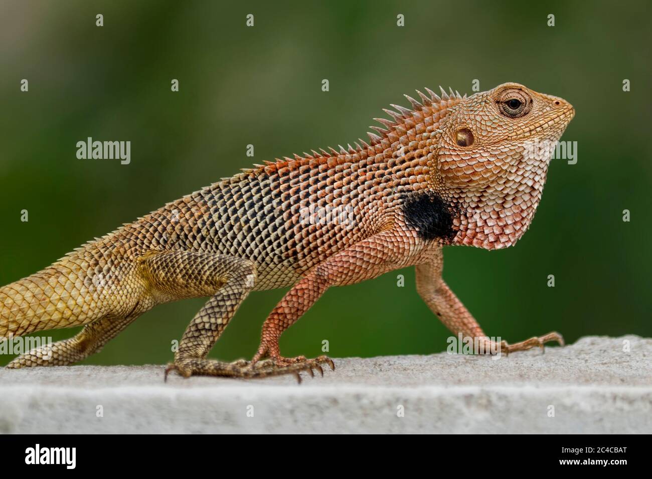 Oriental garden lizard, eastern garden lizard or changeable lizard (Calotes versicolor). Stock Photo