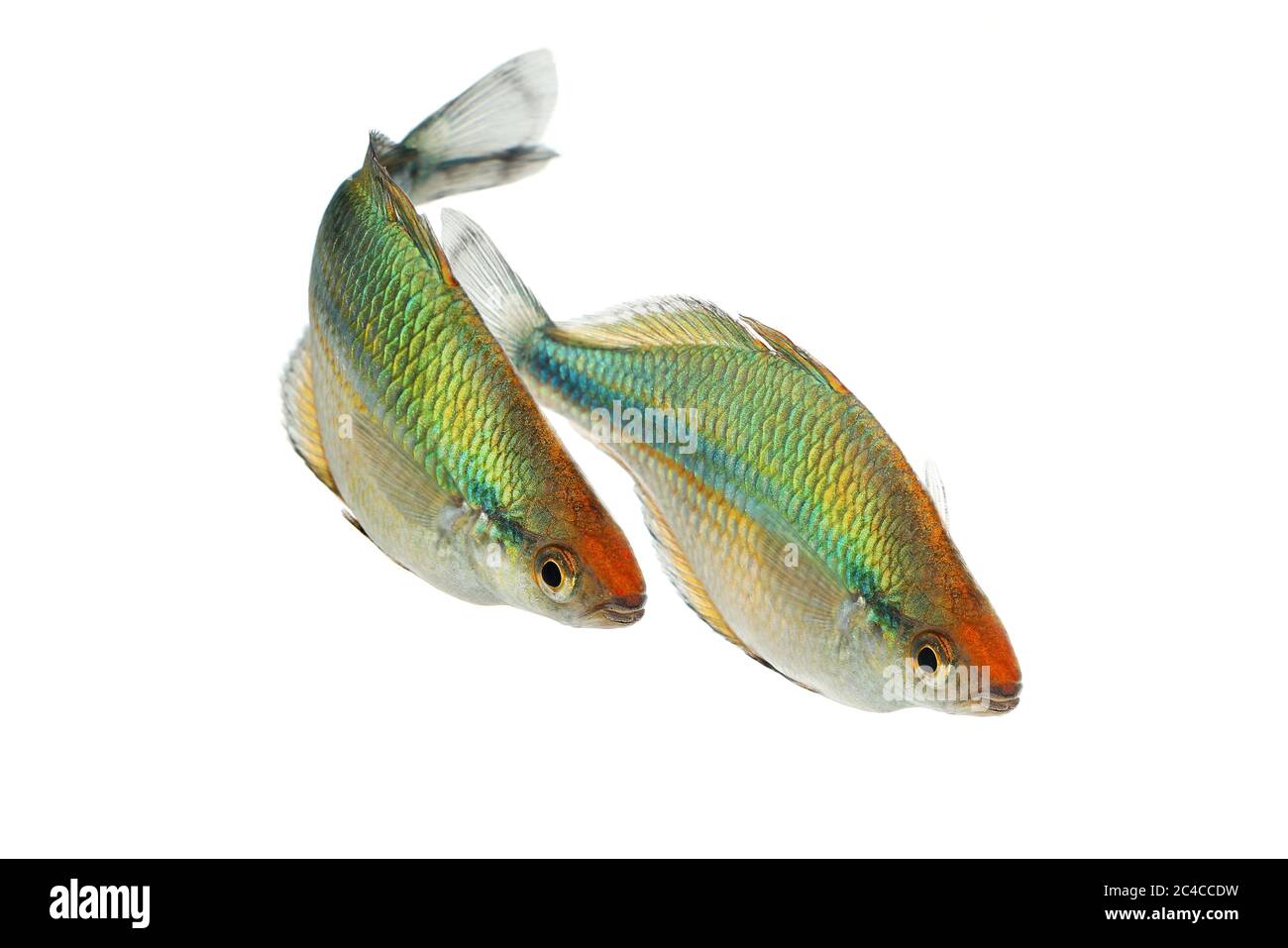 Turquoise Rainbowfish Aquarium Fish Lake Kutubu rainbowfish Melanotaenia lacustris Stock Photo