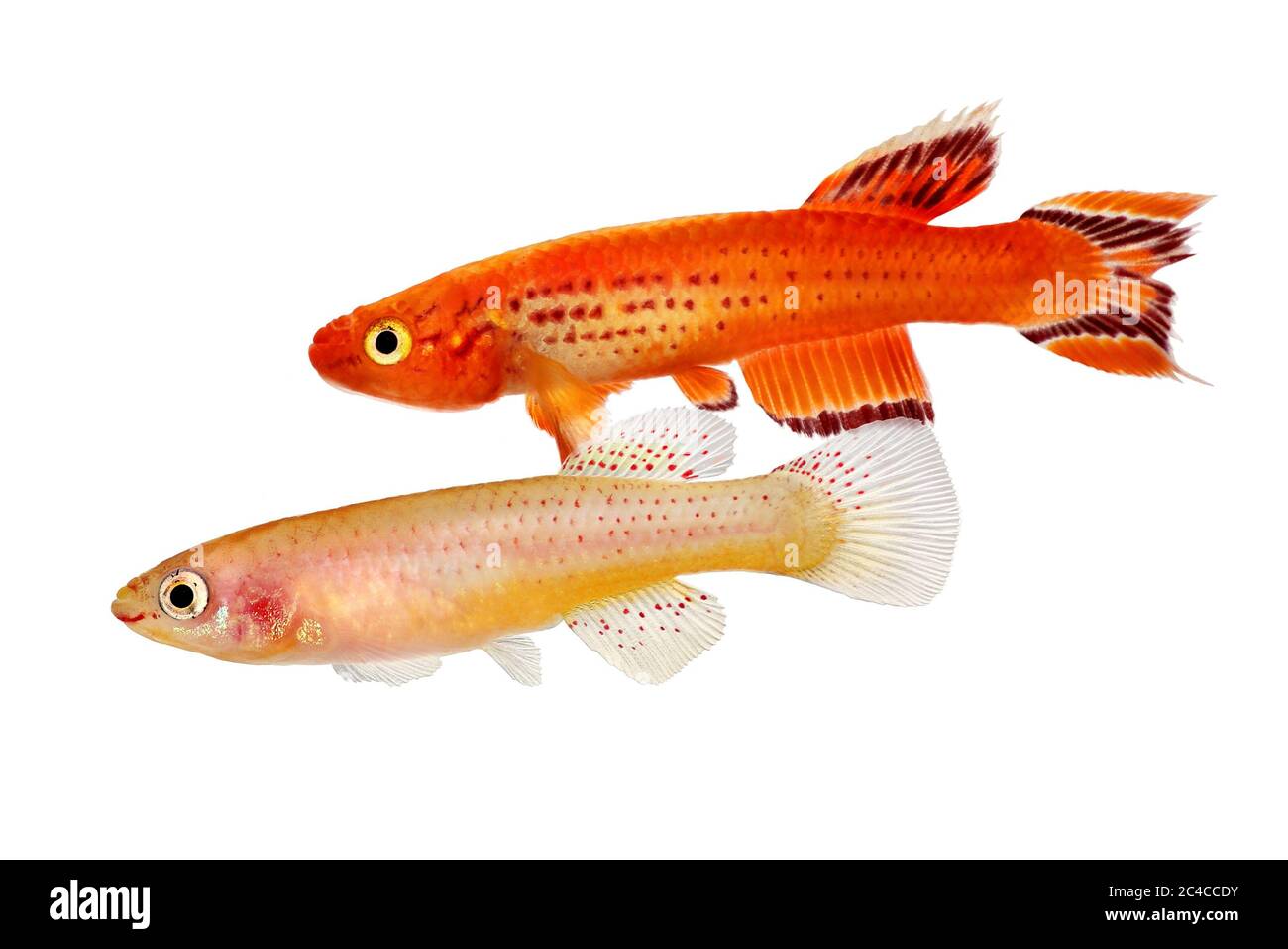 Killifish Male and female Killi Aphyosemion austral Hjersseni gold Aquarium fish Stock Photo